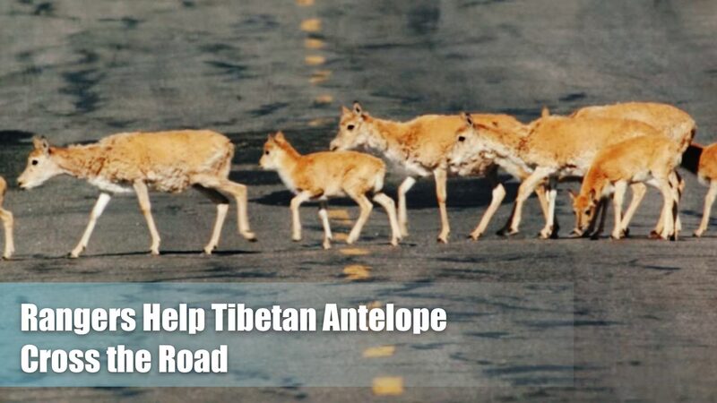 Los_anti_lopes_tibetanos_toman_la_carretera__conductores_esperan_pacientemente_en_Hoh_Xil video poster