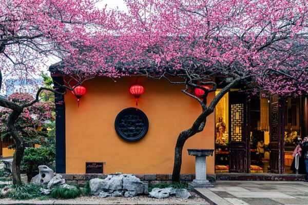 Los_antiguos_ciruelos_en_flor_traen_la_primavera_al_templo_Tiefosi_de_Huzhou