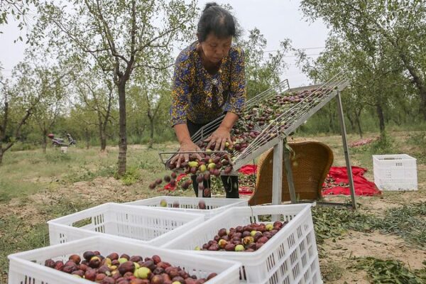 Los antiguos huertos de azufaifos de Yuncheng: Dulzura a través de los siglos Los_antiguos_huertos_de_azufaifos_de_Yuncheng__Dulzura_a_trave_s_de_los_siglos