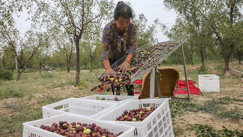 Los_antiguos_huertos_de_azufaifos_de_Yuncheng__Dulzura_a_trave_s_de_los_siglos