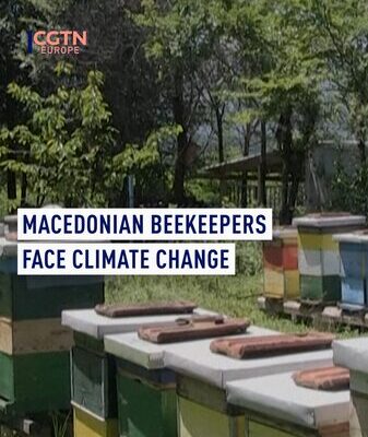 Los apicultores en Macedonia del Norte sienten el golpe del cambio climático 🐝🌡️ Los_apicultores_en_Macedonia_del_Norte_sienten_el_golpe_del_cambio_clima_tico____ video poster