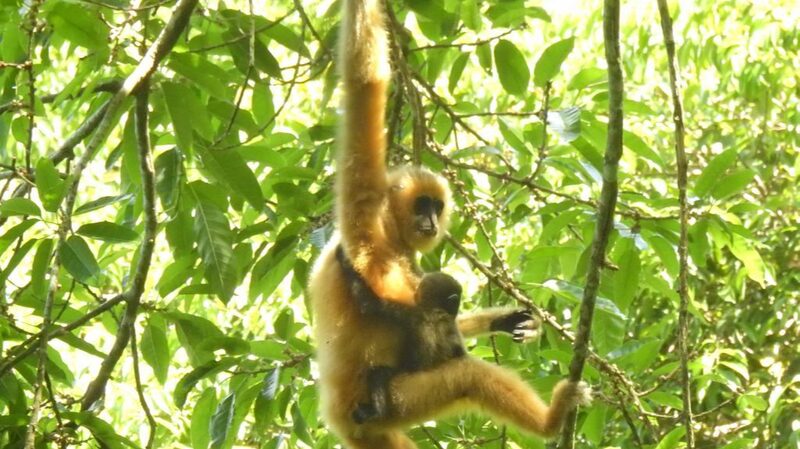 Los_audaces_movimientos_de_China_para_proteger_la_biodiversidad___Por_que__nos_importa_a_todos___