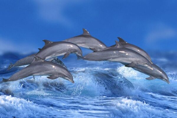 ¡Los barcos ruidosos están haciendo que los delfines cambien su melodía! 🐬🚢 _Los_barcos_ruidosos_esta_n_haciendo_que_los_delfines_cambien_su_melodi_a____