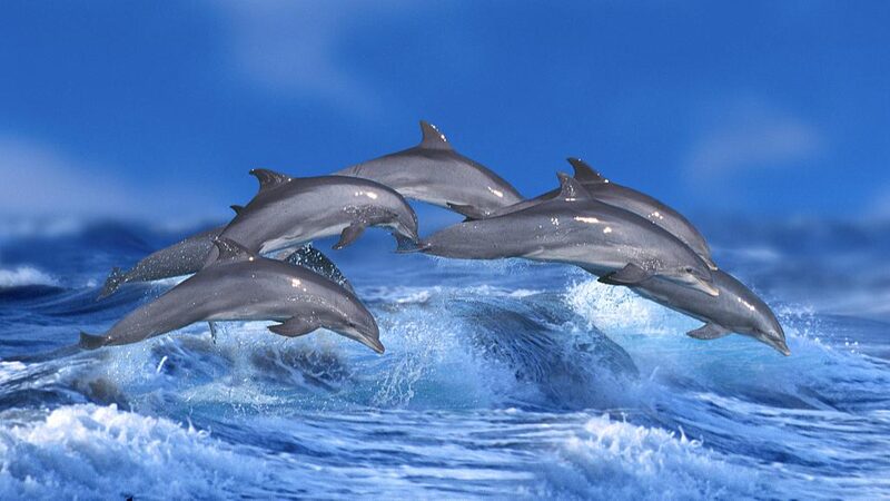 _Los_barcos_ruidosos_esta_n_haciendo_que_los_delfines_cambien_su_melodi_a____