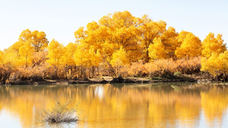 Los_bosques_dorados_de_a_lamos_de_Mongolia_Interior_deslumbran_en_el_esplendor_oton_al___