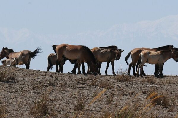 Los_caballos_de_Przewalski_comienzan_una_nueva_aventura_en_la_naturaleza_de_Gansu video poster
