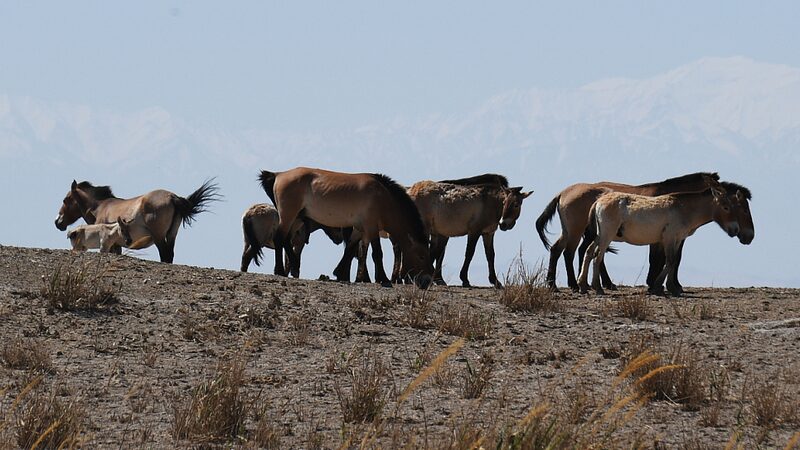 Los_caballos_de_Przewalski_comienzan_una_nueva_aventura_en_la_naturaleza_de_Gansu video poster