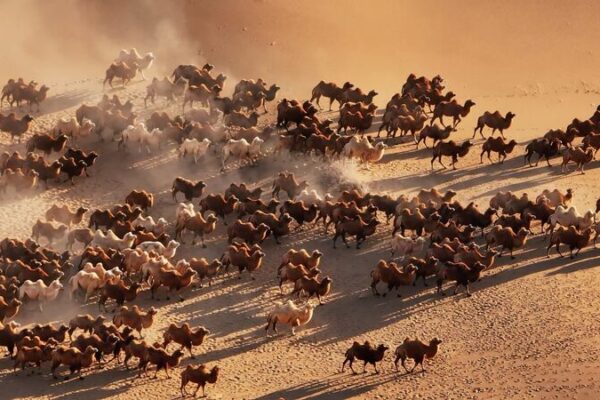 Los_camellos_comienzan_una_e_pica_migracio_n_invernal_en_el_desierto_de_Mongolia_Interior____ video poster