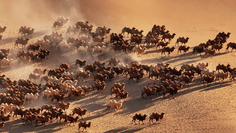 Los_camellos_comienzan_una_e_pica_migracio_n_invernal_en_el_desierto_de_Mongolia_Interior____ video poster