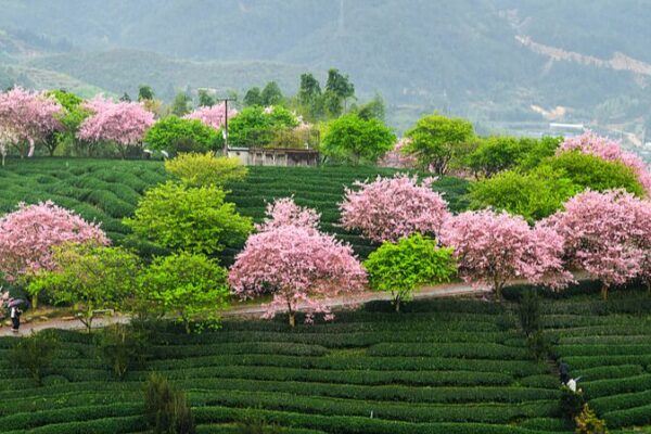 Los_cerezos_iluminan_los_jardines_de_te__de_Fujian__Un_especta_culo_de_primavera___