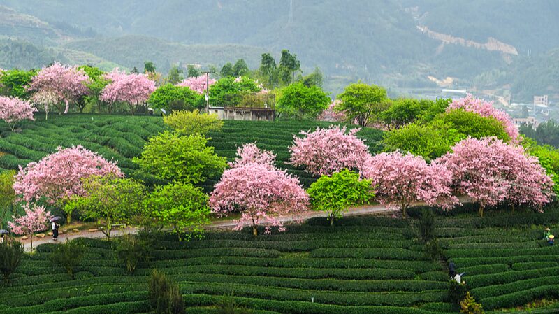 Los_cerezos_iluminan_los_jardines_de_te__de_Fujian__Un_especta_culo_de_primavera___
