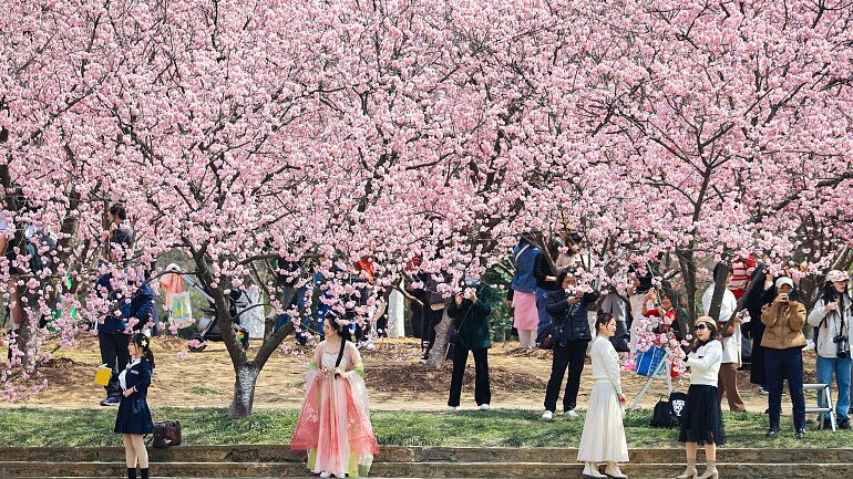 Los_cerezos_pintan_Nanjing_con_colores_primaverales__