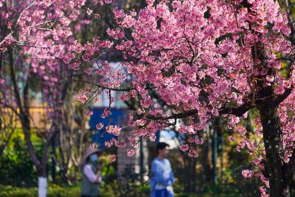 Los cerezos traen vibras primaverales al invierno de Kunming 🌸 Los_cerezos_traen_vibras_primaverales_al_invierno_de_Kunming__