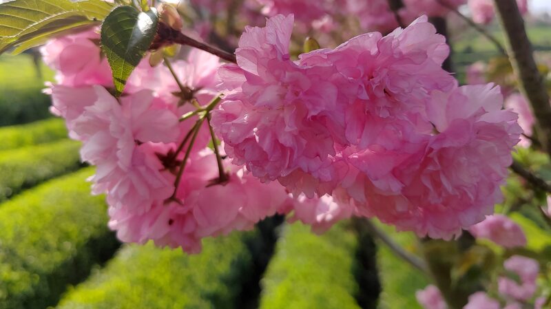 Los_cerezos_transforman_los_jardines_de_te__de_Guizhou_en_un_cuento_de_hadas_primaveral