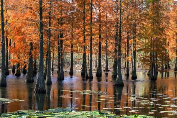 Los cipreses de estanque de Chishan Lake iluminan el invierno de Nanjing 🌲🔥 Los_cipreses_de_estanque_de_Chishan_Lake_iluminan_el_invierno_de_Nanjing___