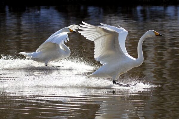 Los cisnes acuden al río Daling en el noreste de China para el invierno Los_cisnes_acuden_al_ri_o_Daling_en_el_noreste_de_China_para_el_invierno