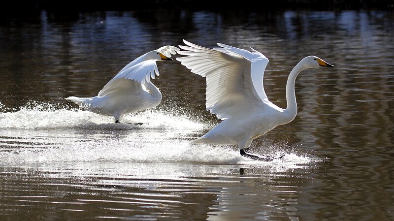 Los_cisnes_acuden_al_ri_o_Daling_en_el_noreste_de_China_para_el_invierno