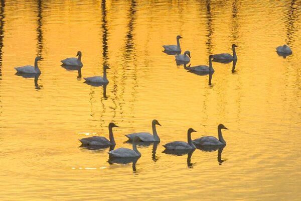 Los_cisnes_migratorios_disfrutan_de_un_invierno_suave_en_el_humedal_del_lago_Hongze_en_China___