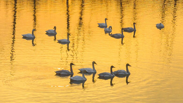 Los_cisnes_migratorios_disfrutan_de_un_invierno_suave_en_el_humedal_del_lago_Hongze_en_China___