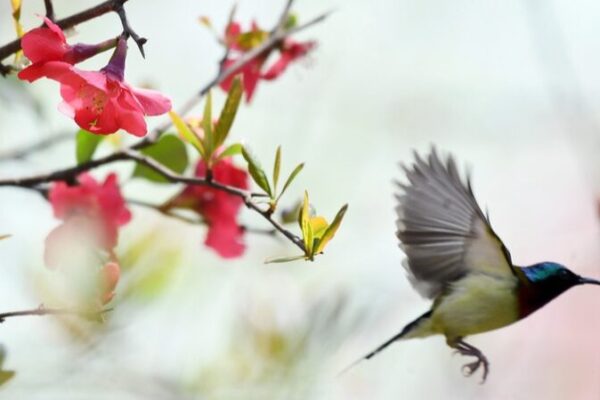 Los colibríes cola de tenedor protagonizan un espectáculo primaveral en Guizhou 🌸 Los_colibri_es_cola_de_tenedor_protagonizan_un_especta_culo_primaveral_en_Guizhou__