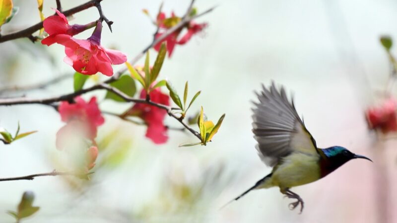 Los_colibri_es_cola_de_tenedor_protagonizan_un_especta_culo_primaveral_en_Guizhou__