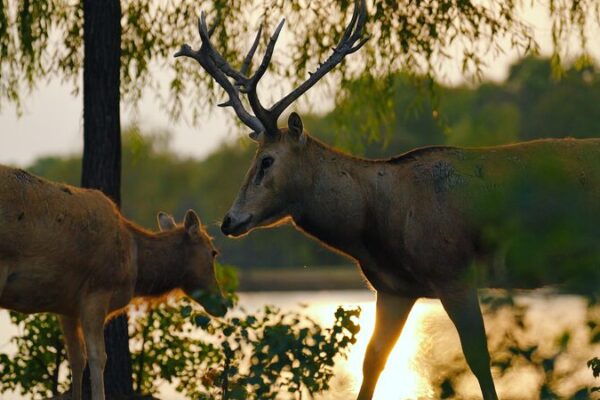Los cuidadores y los ciervos Milu: un vínculo especial en la Reserva Natural de Dafeng en Jiangsu Los_cuidadores_y_los_ciervos_Milu__un_vi_nculo_especial_en_la_Reserva_Natural_de_Dafeng_en_Jiangsu video poster