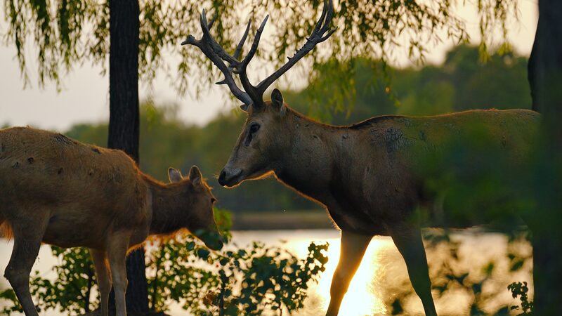 Los_cuidadores_y_los_ciervos_Milu__un_vi_nculo_especial_en_la_Reserva_Natural_de_Dafeng_en_Jiangsu video poster