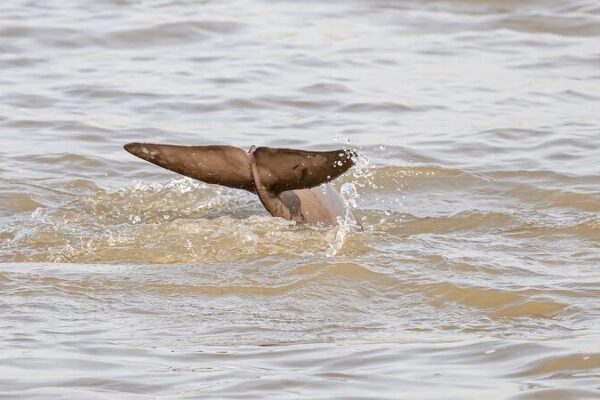 ¡Los delfines sin aleta del Yangtsé regresan al río Yangtsé! 🐬🌊 _Los_delfines_sin_aleta_del_Yangtse__regresan_al_ri_o_Yangtse_____