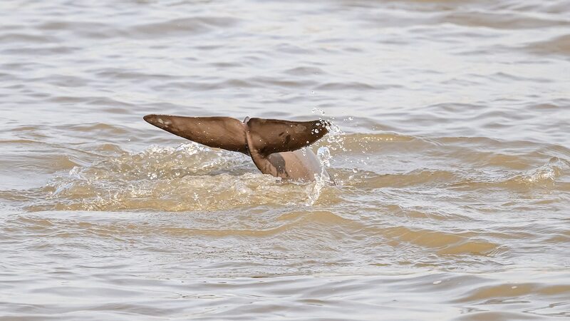 _Los_delfines_sin_aleta_del_Yangtse__regresan_al_ri_o_Yangtse_____