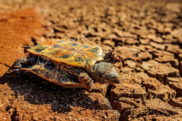 Los_esfuerzos_de_ayuda_por_la_sequi_a_se_intensifican_en_la_provincia_de_Yunnan__suroeste_de_China