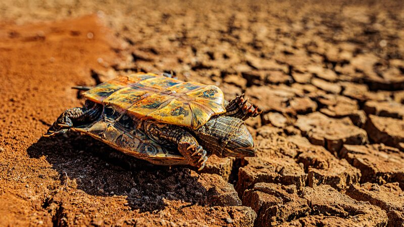 Los_esfuerzos_de_ayuda_por_la_sequi_a_se_intensifican_en_la_provincia_de_Yunnan__suroeste_de_China