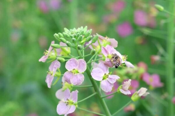 Los florecimientos de primavera de China: turistas acuden en masa a los festivales de flores 🌸 Los_florecimientos_de_primavera_de_China__turistas_acuden_en_masa_a_los_festivales_de_flores__ video poster