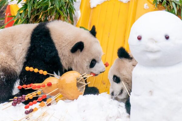 Los gemelos panda Yu Ke y Yu Ai juegan en la nieve y festejan el Año Nuevo en el Zoológico de Chongqing Los_gemelos_panda_Yu_Ke_y_Yu_Ai_juegan_en_la_nieve_y_festejan_el_An_o_Nuevo_en_el_Zoolo_gico_de_Chongqing