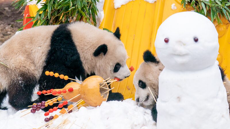 Los_gemelos_panda_Yu_Ke_y_Yu_Ai_juegan_en_la_nieve_y_festejan_el_An_o_Nuevo_en_el_Zoolo_gico_de_Chongqing