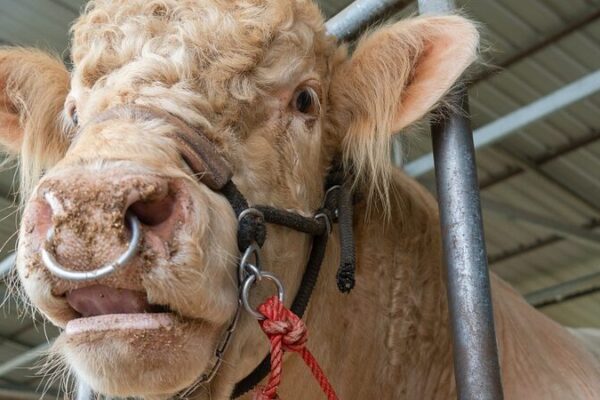 Los humanos transmiten más virus a los animales de lo que ellos nos transmiten, según un estudio sorprendente 🦠➡️🐾 Los_humanos_transmiten_ma_s_virus_a_los_animales_de_lo_que_ellos_nos_transmiten__segu_n_un_estudio_sorprendente_____