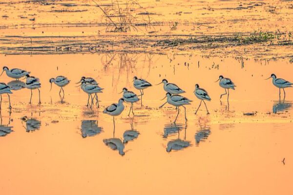 Los_humedales_de_Shaoxing_en_Zhejiang__Un_nuevo_refugio_para_la_vida_silvestre