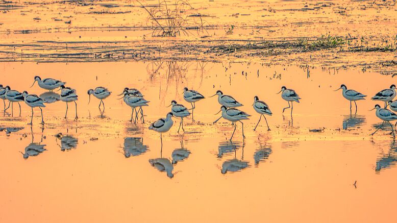 Los_humedales_de_Shaoxing_en_Zhejiang__Un_nuevo_refugio_para_la_vida_silvestre