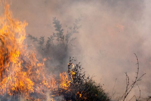 🔥 Los incendios forestales arrasan campos de caña de azúcar en Brasil, interrumpiendo vidas y deportes ⚽ __Los_incendios_forestales_arrasan_campos_de_can_a_de_azu_car_en_Brasil__interrumpiendo_vidas_y_deportes__