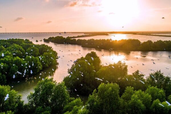 Los_manglares_de_China_esta_n_regresando__