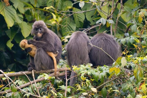 Los monos dorados regresan: Logros de conservación de China para los monos de Phayre 🐒🌿 Los_monos_dorados_regresan__Logros_de_conservacio_n_de_China_para_los_monos_de_Phayre___