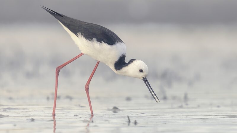 Los_nu_meros_de_aves_acua_ticas_del_este_de_Australia_caen_un_50__en_medio_de_una_sequi_a