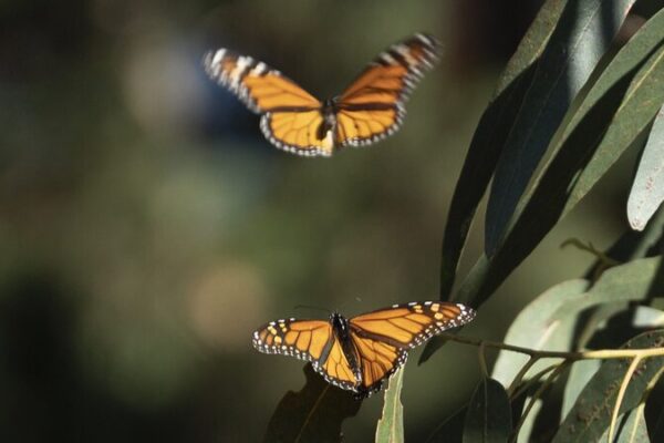 Los_nu_meros_de_mariposas_monarca_caen_un_30__en_California_debido_al_clima_hu_medo____
