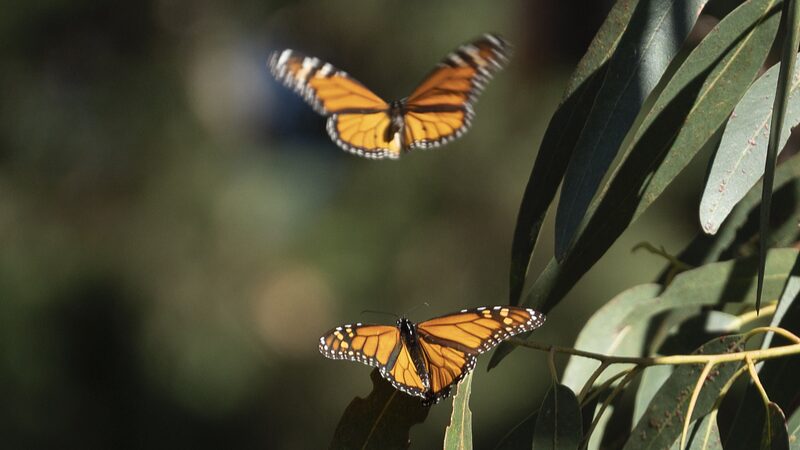 Los_nu_meros_de_mariposas_monarca_caen_un_30__en_California_debido_al_clima_hu_medo____