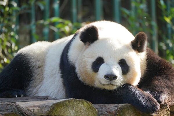 Los_osos_panda_gigantes_de_China__de_en_peligro_de_extincio_n_a_un_adorable_regreso__ video poster