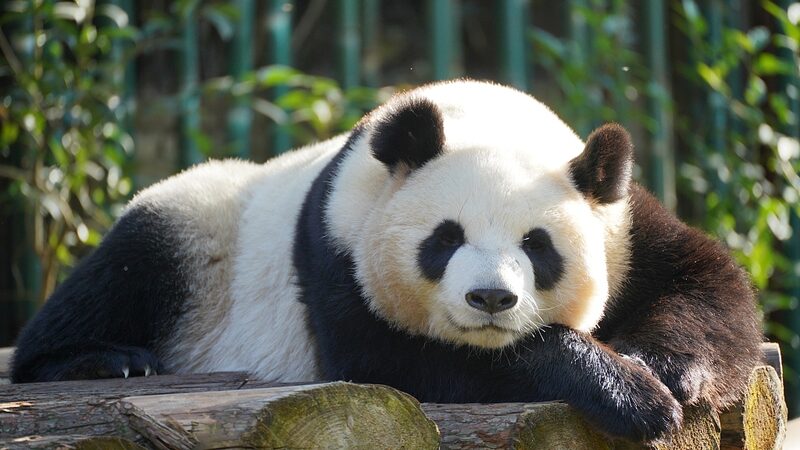 Los_osos_panda_gigantes_de_China__de_en_peligro_de_extincio_n_a_un_adorable_regreso__ video poster