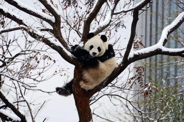¡Los pandas de Pekín se divierten en un día de nieve! ❄️🐼 _Los_pandas_de_Peki_n_se_divierten_en_un_di_a_de_nieve_____