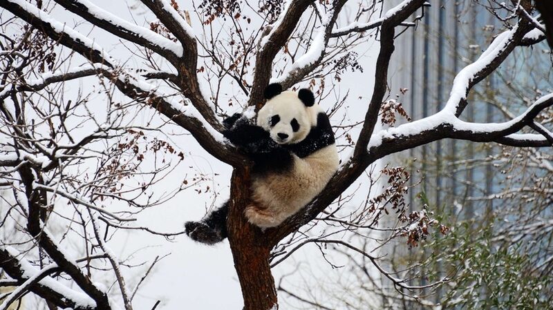 _Los_pandas_de_Peki_n_se_divierten_en_un_di_a_de_nieve_____