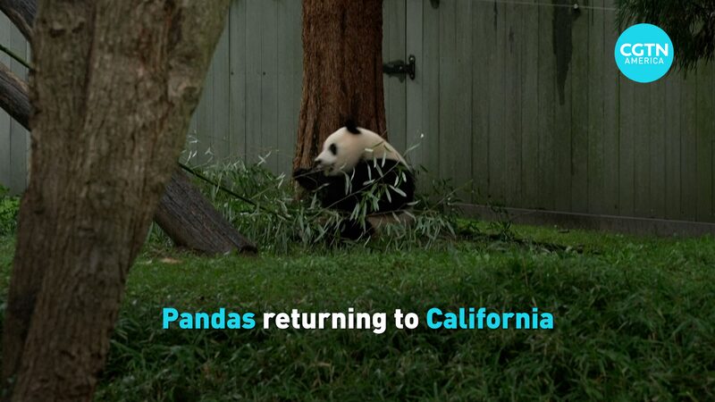 __Los_pandas_esta_n_listos_para_regresar_a_California_mientras_China_y_EE_UU__celebran_45_an_os_de_amistad video poster