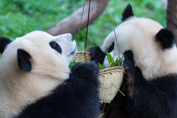 🐼🐼 Los pandas gemelos Yu Ke y Yu Ai prosperan en el Zoológico de Chongqing! ___Los_pandas_gemelos_Yu_Ke_y_Yu_Ai_prosperan_en_el_Zoolo_gico_de_Chongqing_