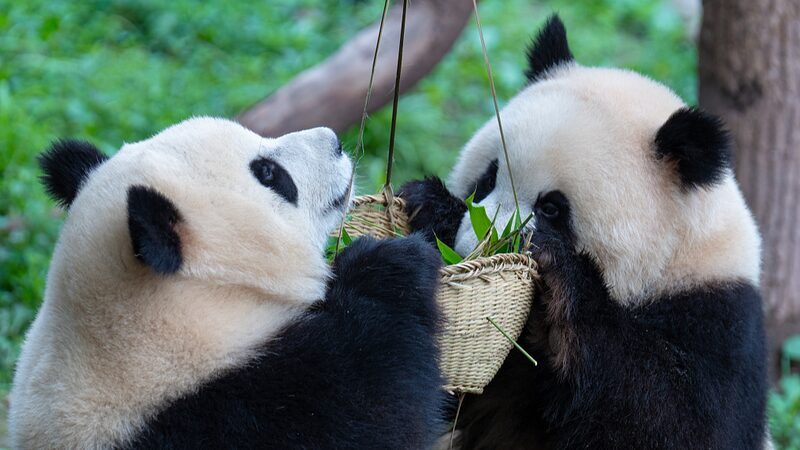 ___Los_pandas_gemelos_Yu_Ke_y_Yu_Ai_prosperan_en_el_Zoolo_gico_de_Chongqing_